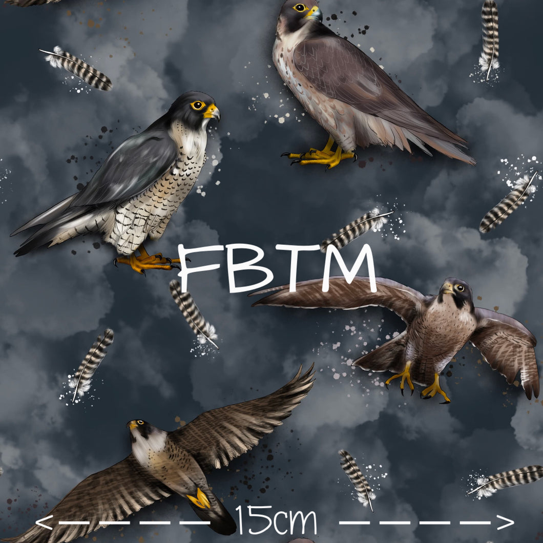 ROUND 58 - Peregrine Falcon's on Slate