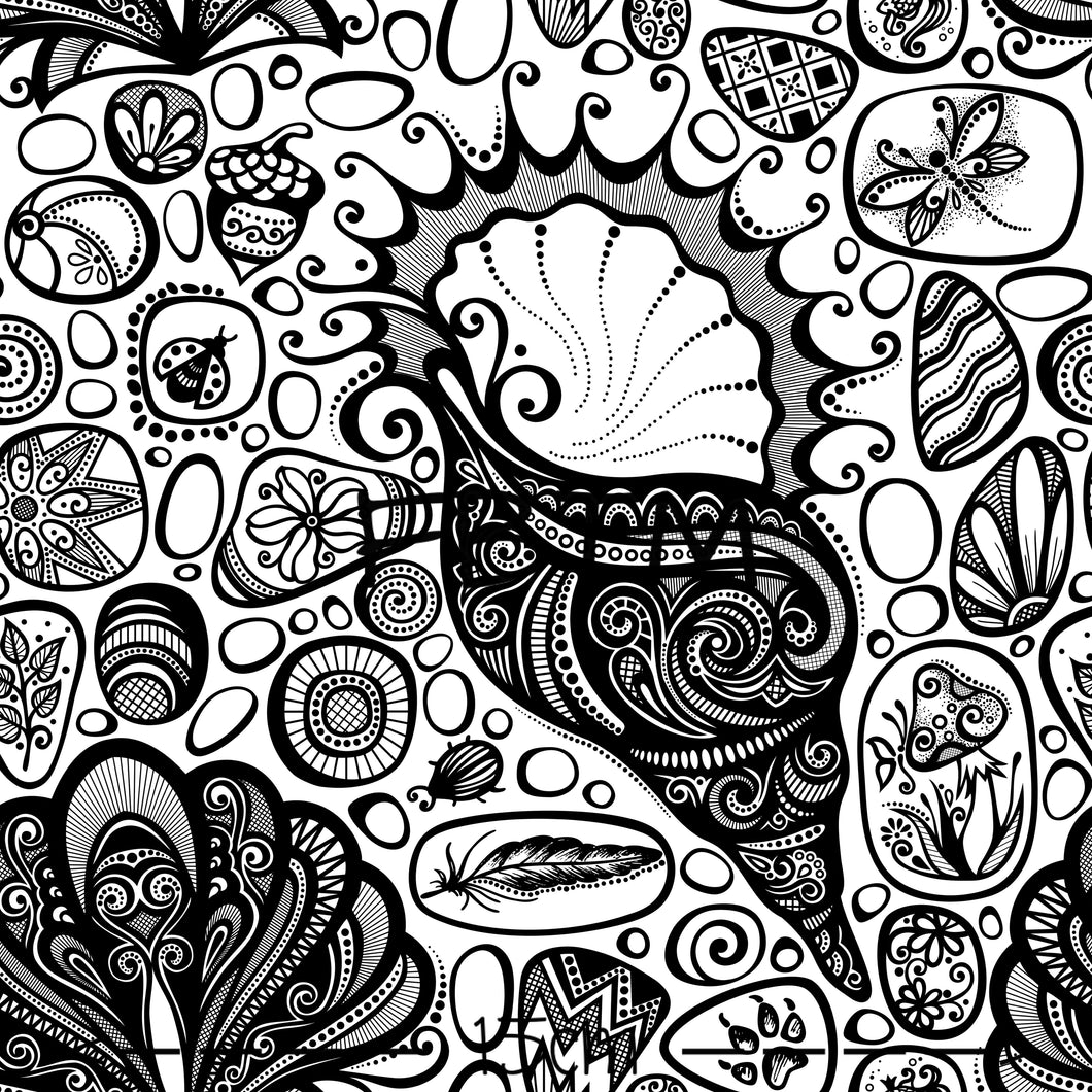 THEME ROUND 19 - Black and White Shells