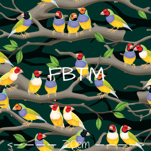 ROUND 31 - Finches